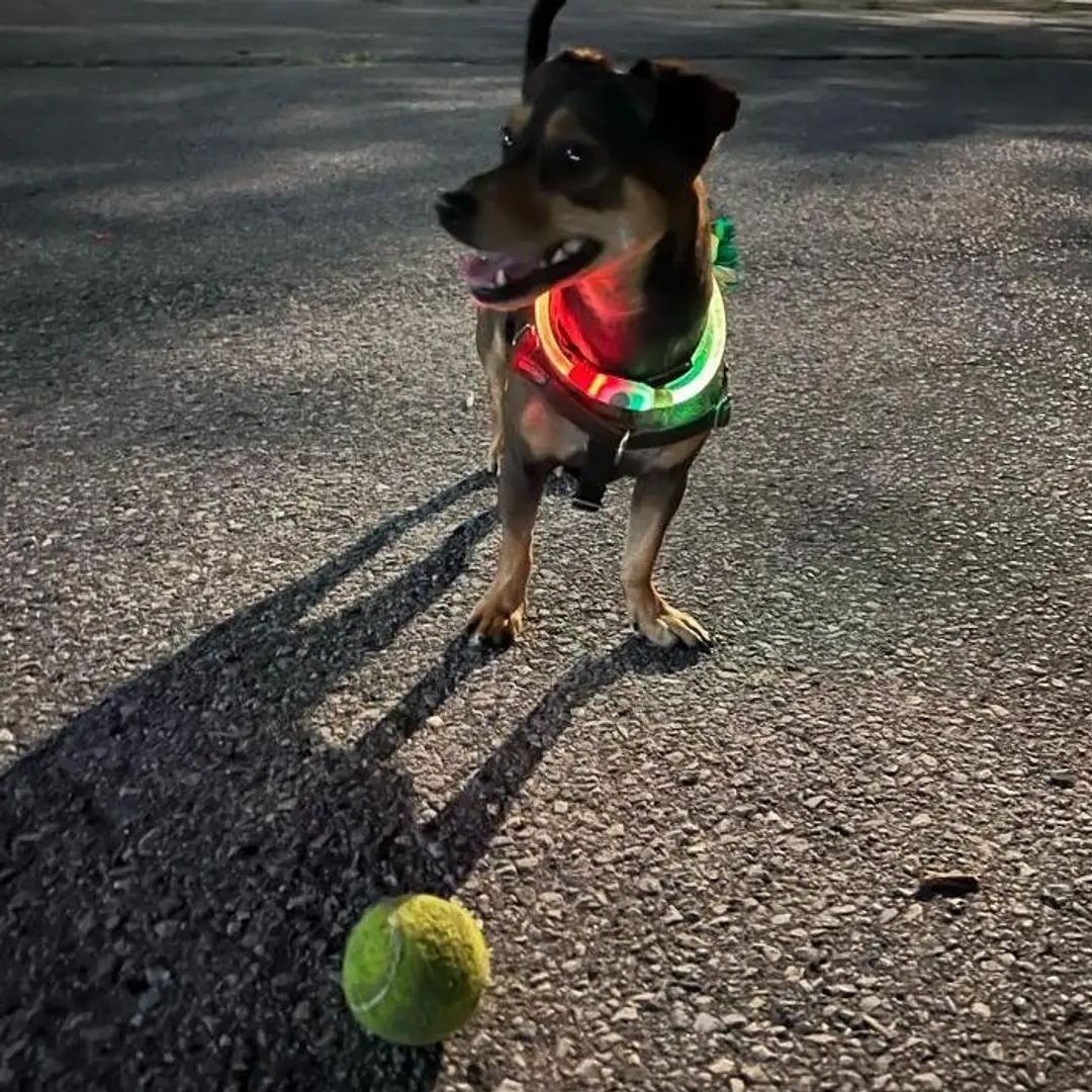 Tennis Ball (dirty)