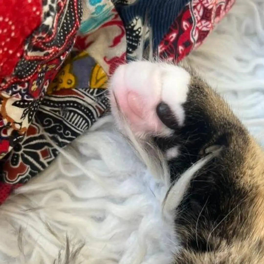 Live Toe Beans