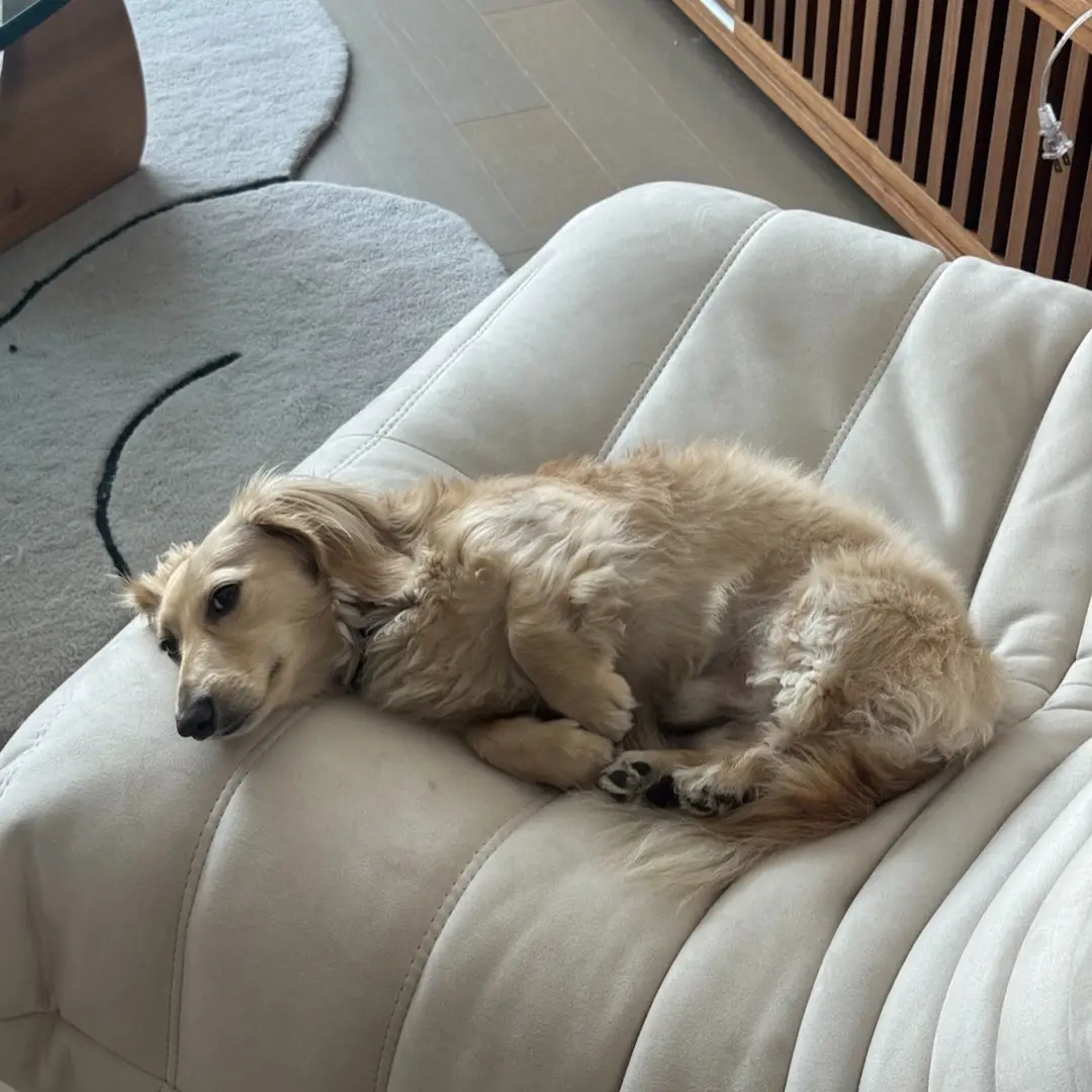 Butter on Togo Chair