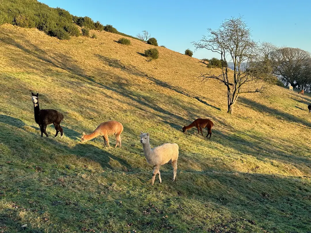 Alpaca Farm Day Trip - [Sage's Experiences] (3)