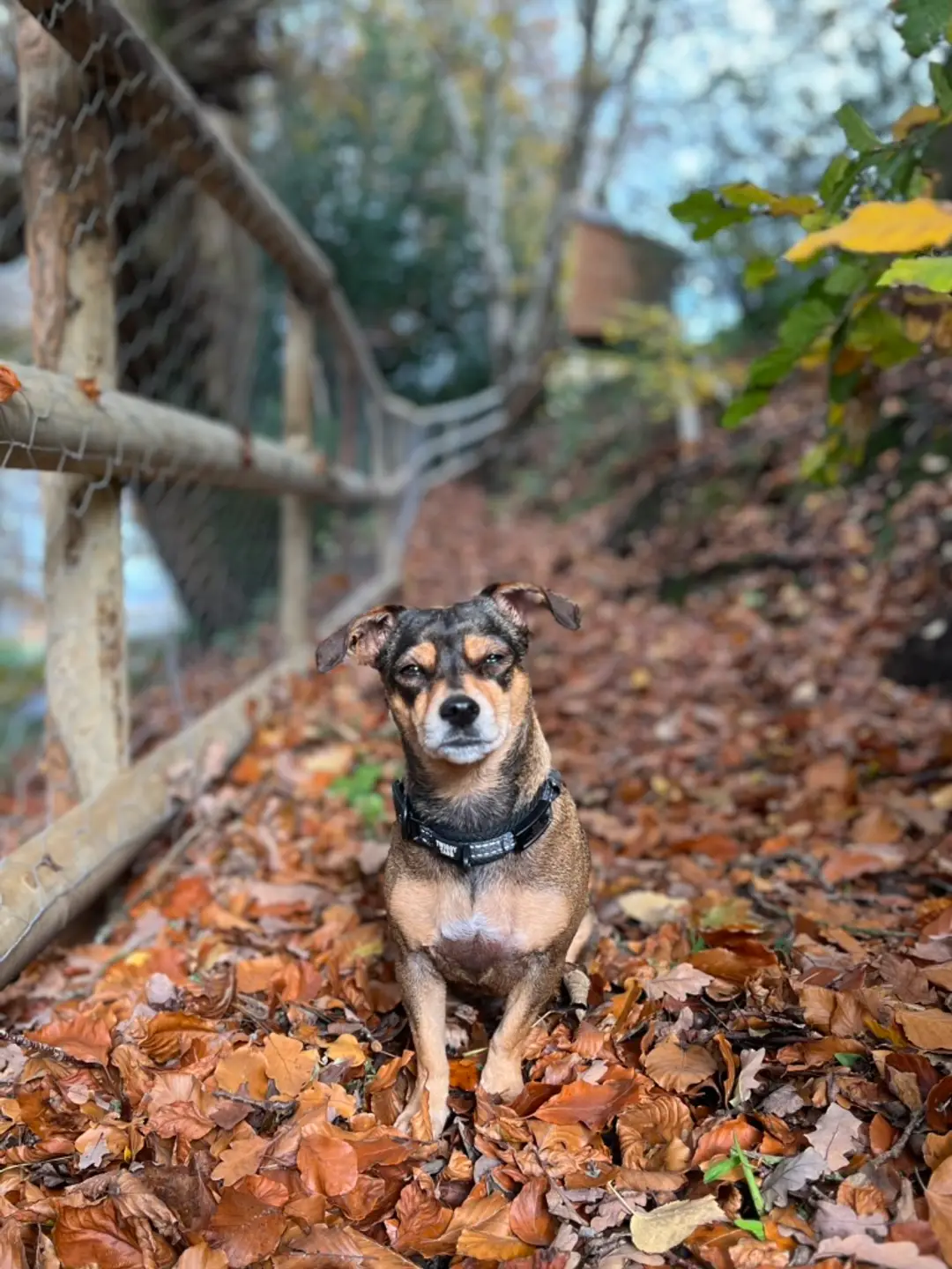 Offer This Dog Some Love