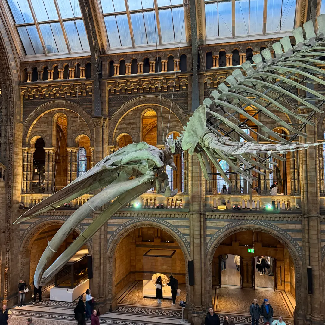 A Whale (Do Not List Endangered Animals)