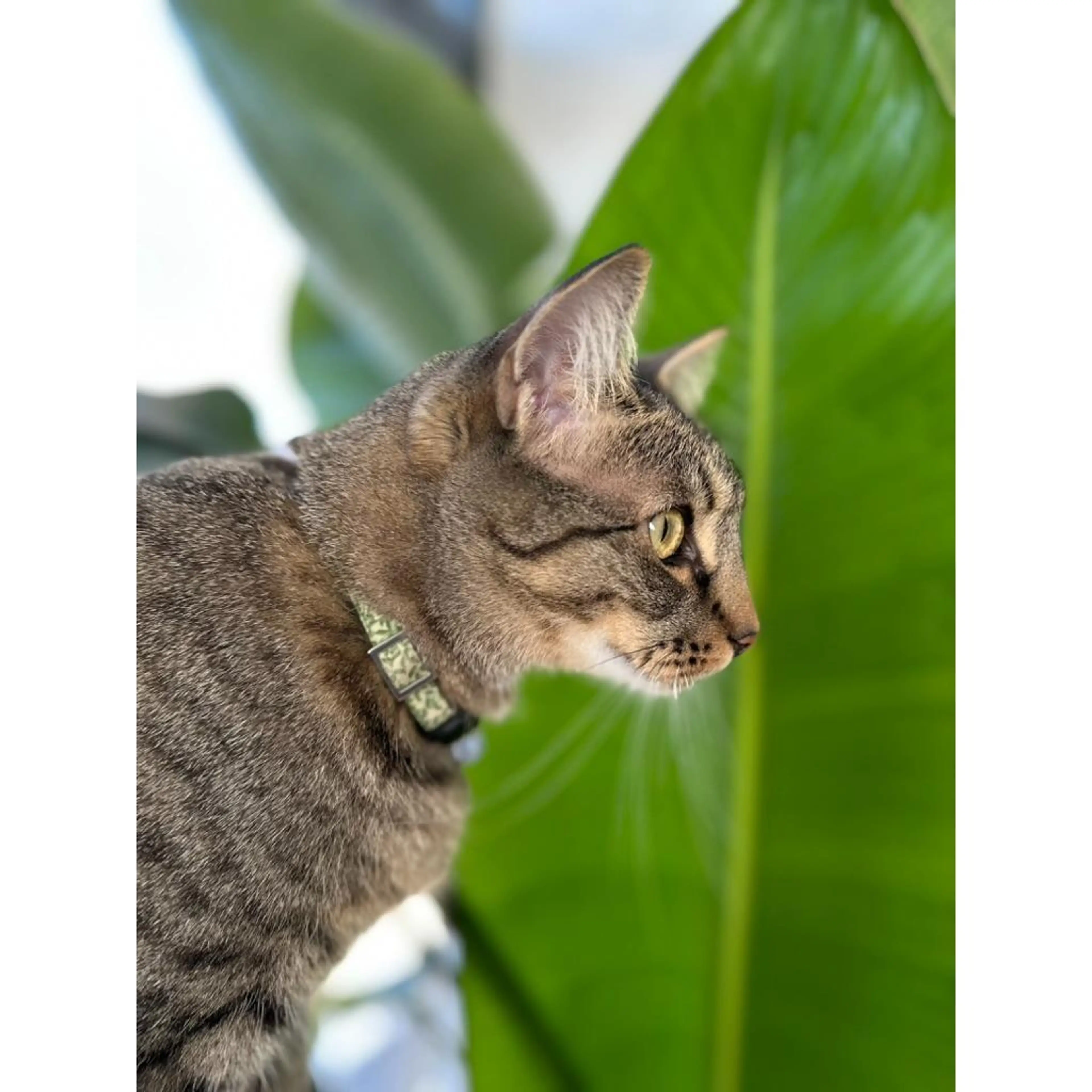 Cat: in portrait