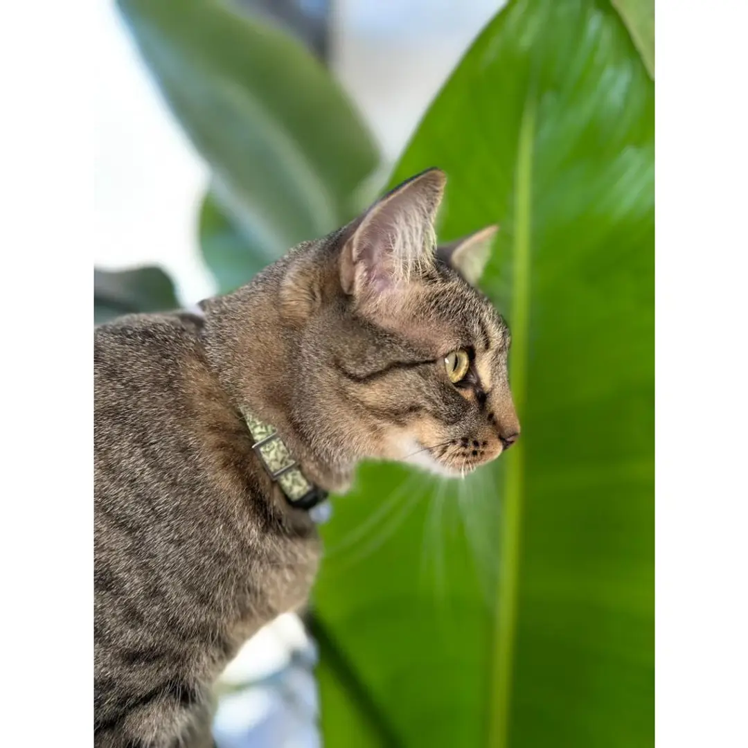Cat: in portrait