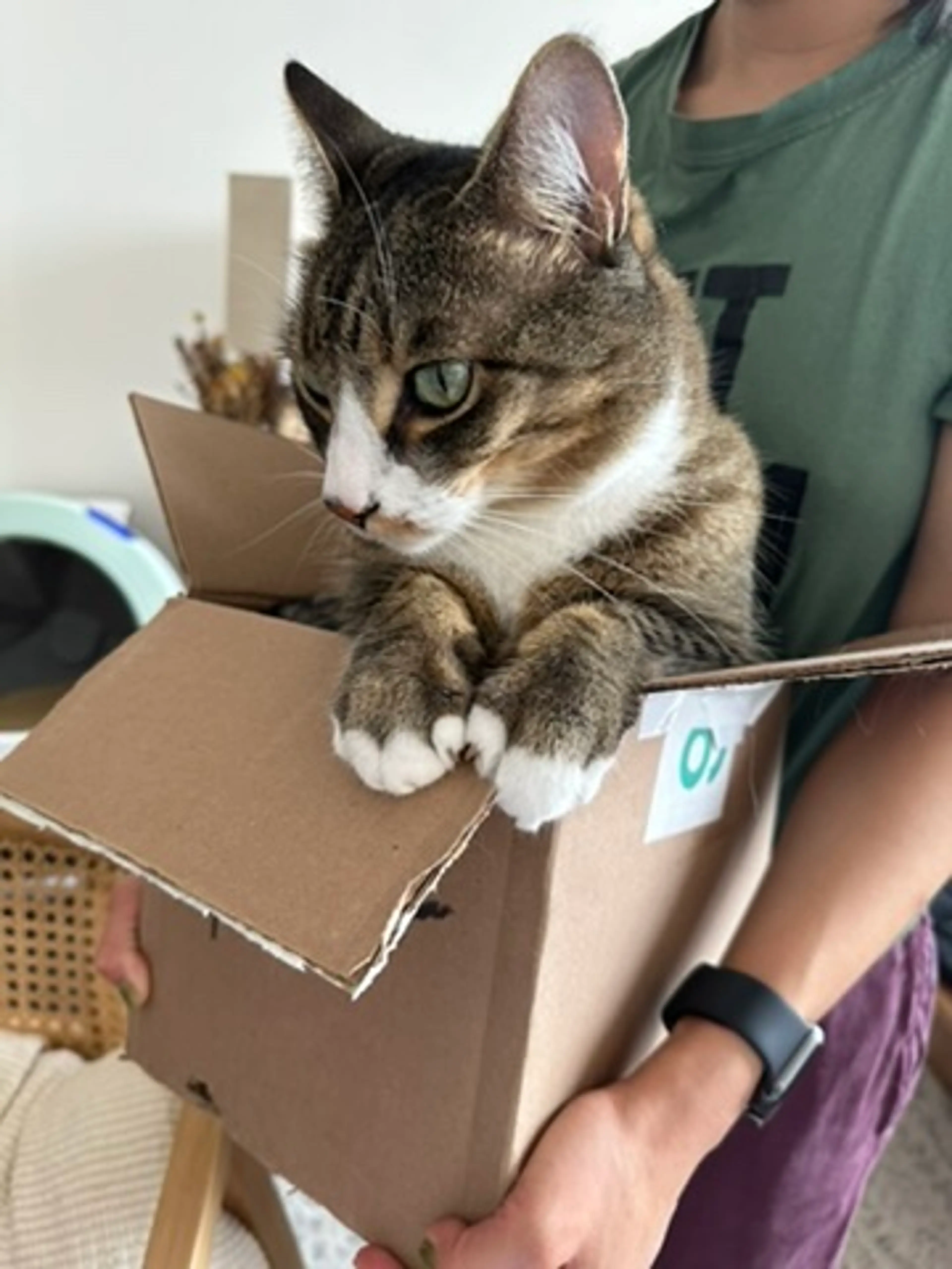 Cat in a box (1pt)