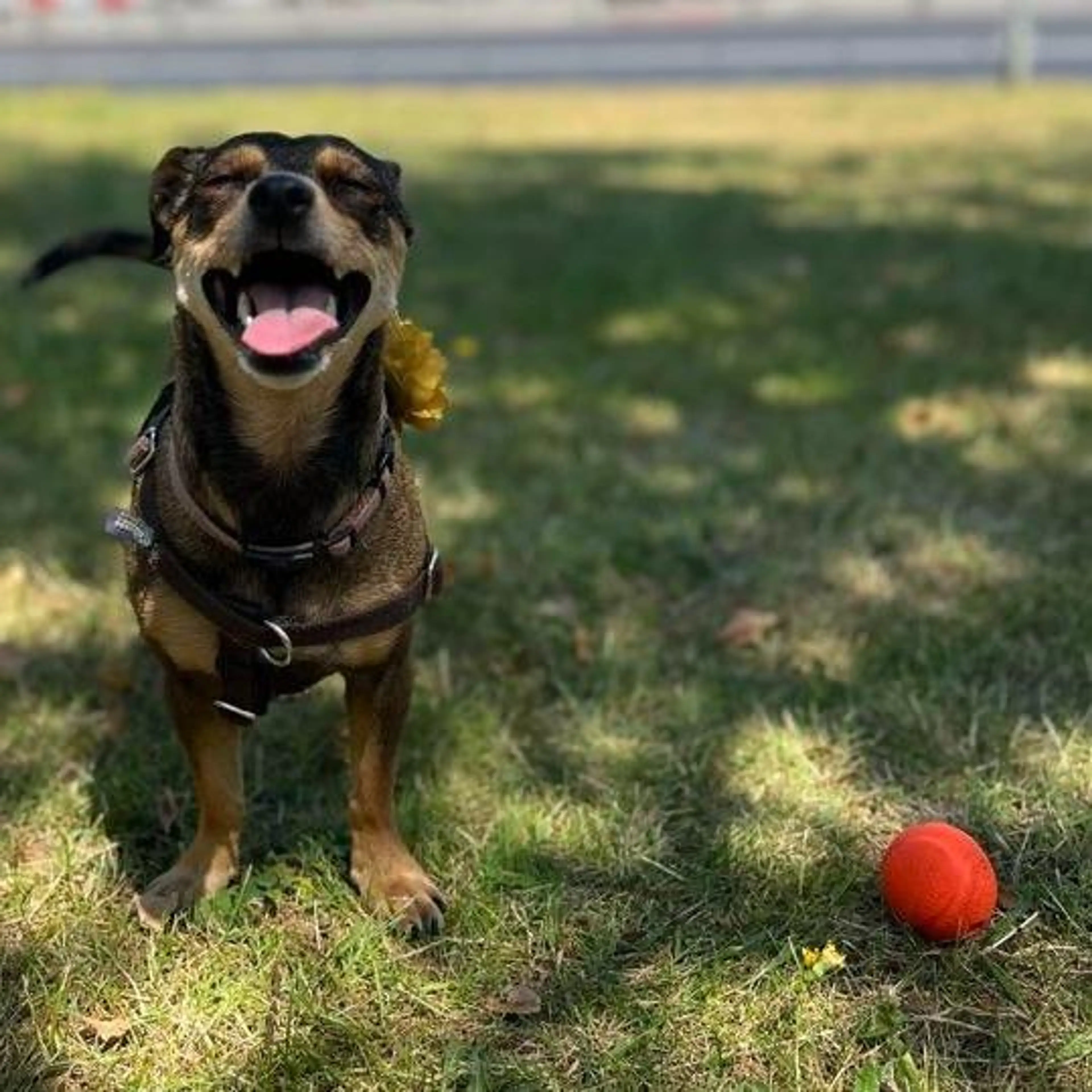 Orange Ball (pre-chewed)