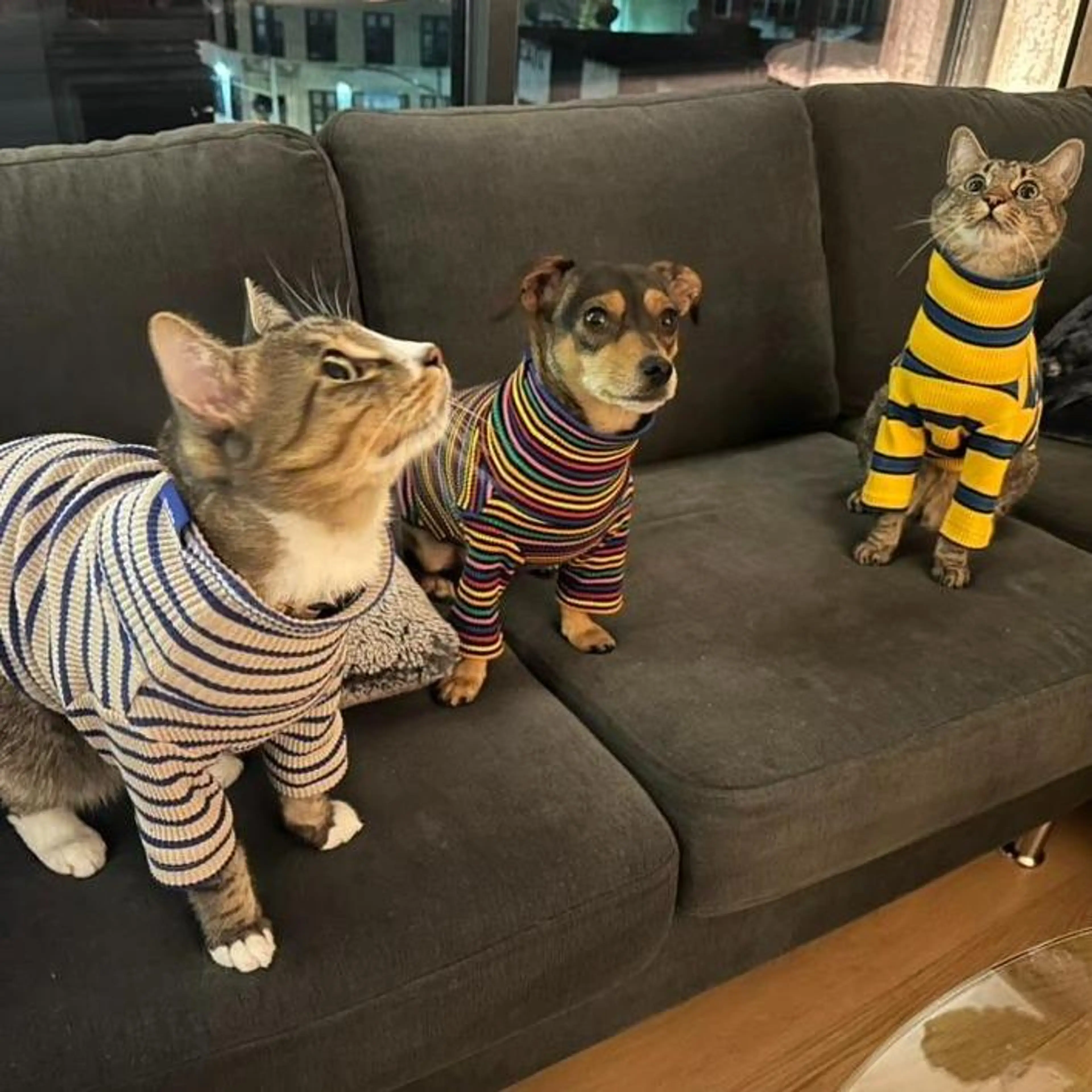 Pet Sweaters (Variants!)