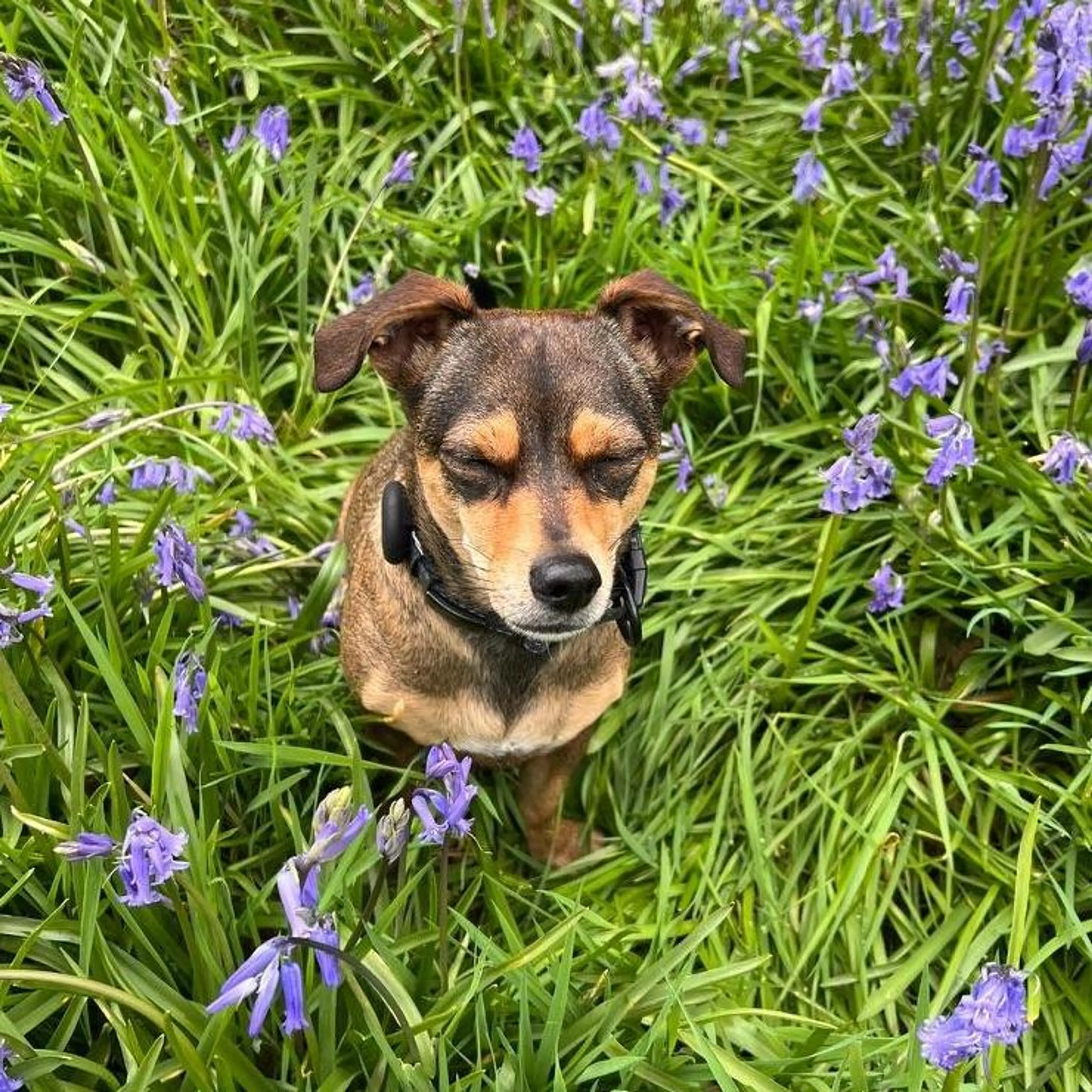 Fresh bluebells (2)
