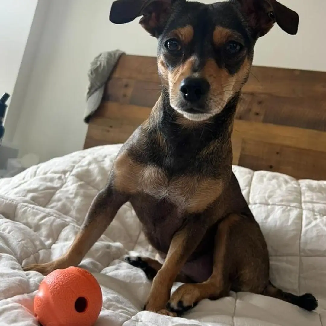 Subscriber-only ball