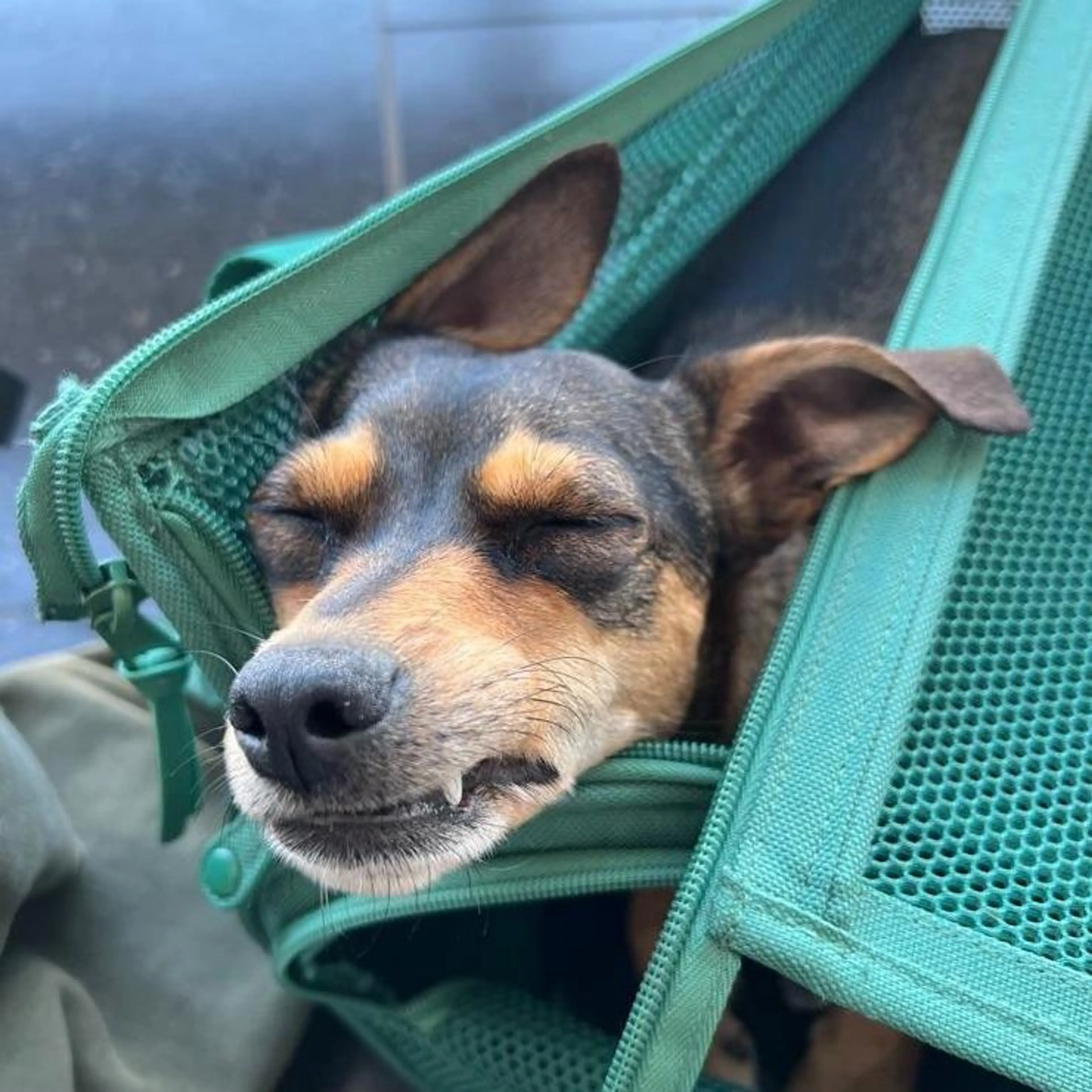 Green dog carrier (airline approved)
