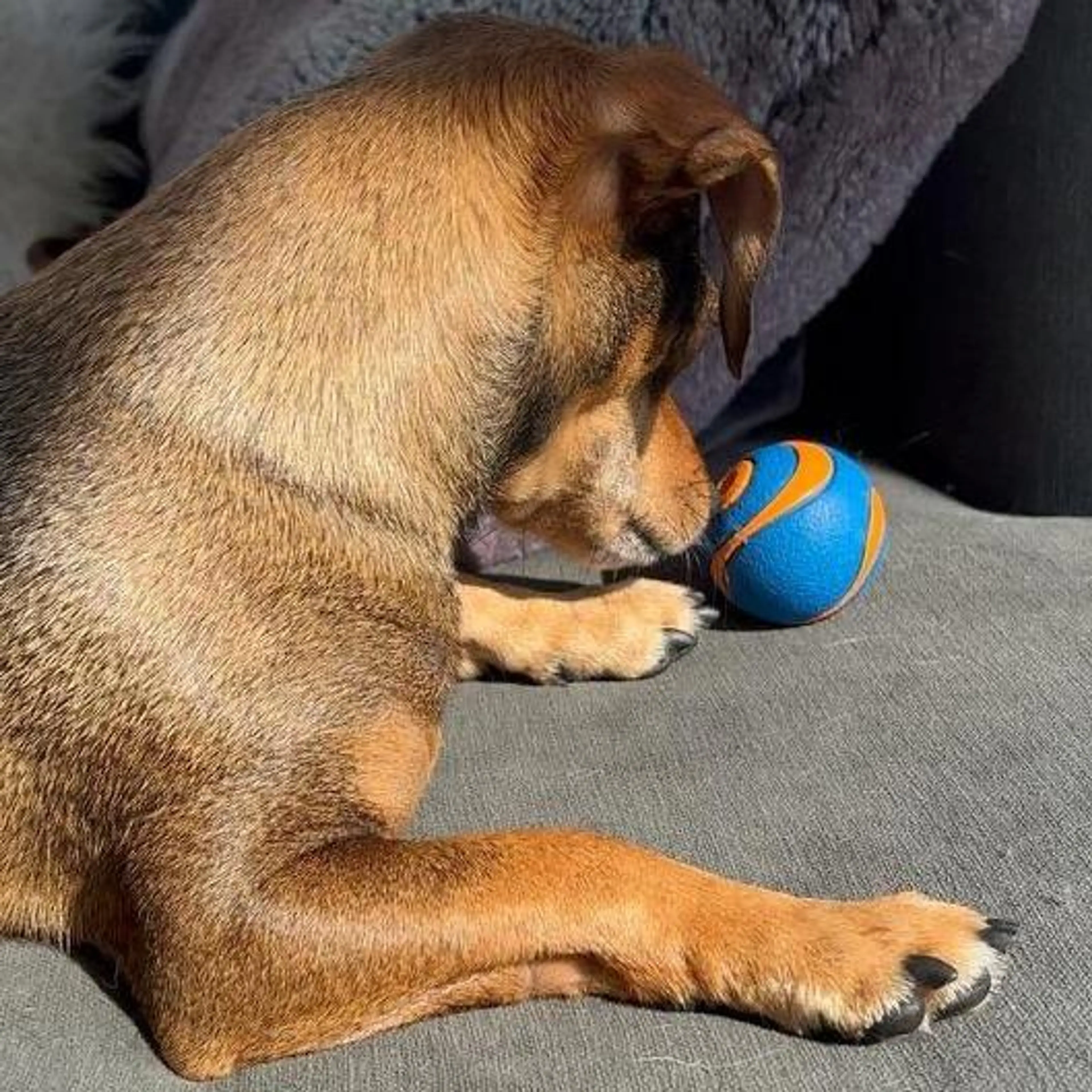 Blue/Orange Striped Ball (RARE!!!)