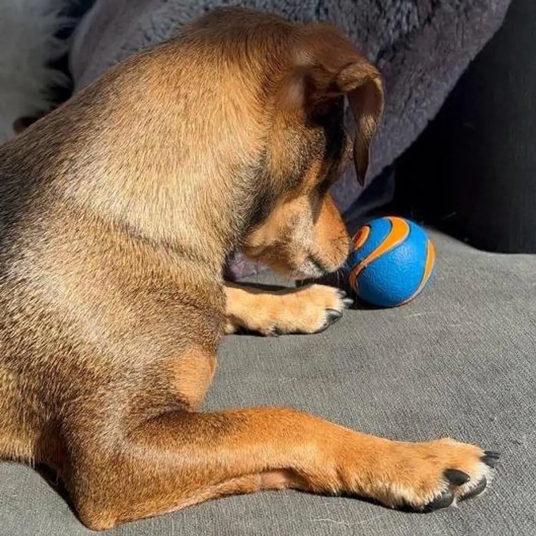 Blue/Orange Striped Ball (RARE!!!)