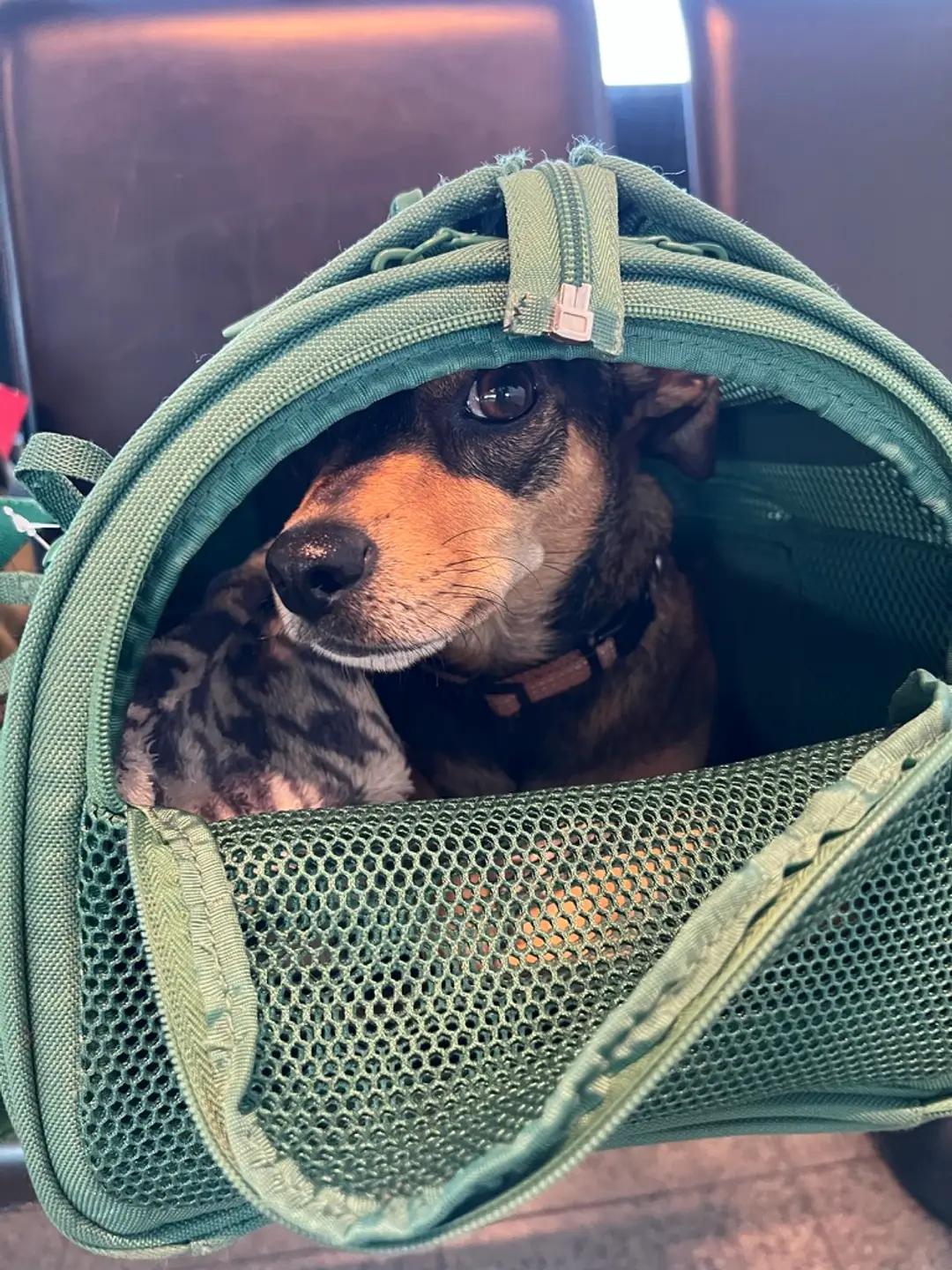 Another green dog carrier