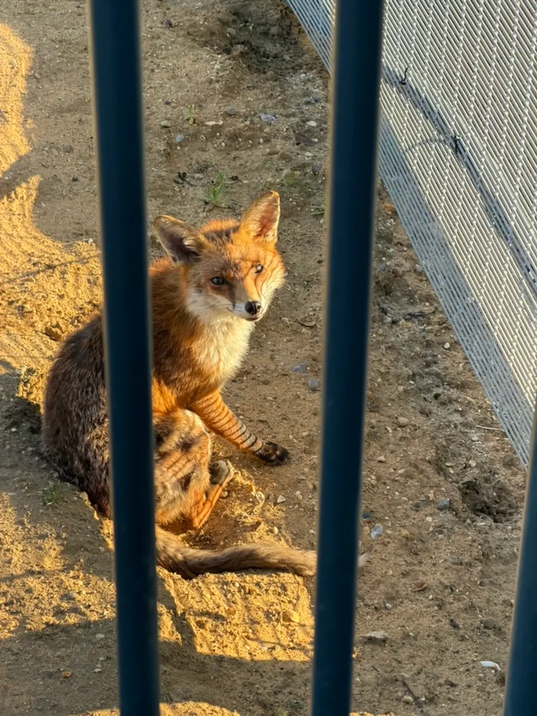 Visit real foxes in London [Sage's Experiences]