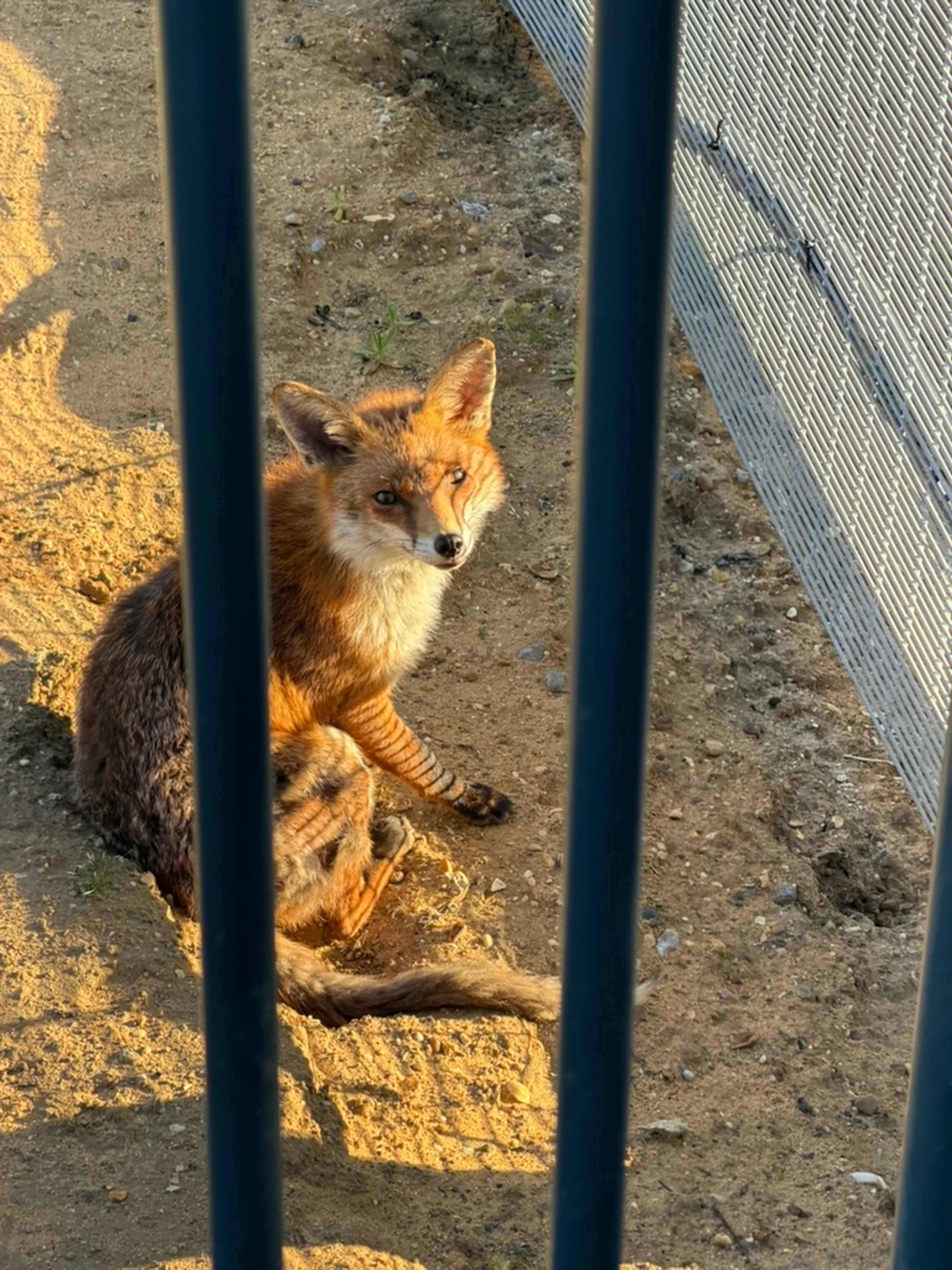 Visit real foxes in London [Sage's Experiences]