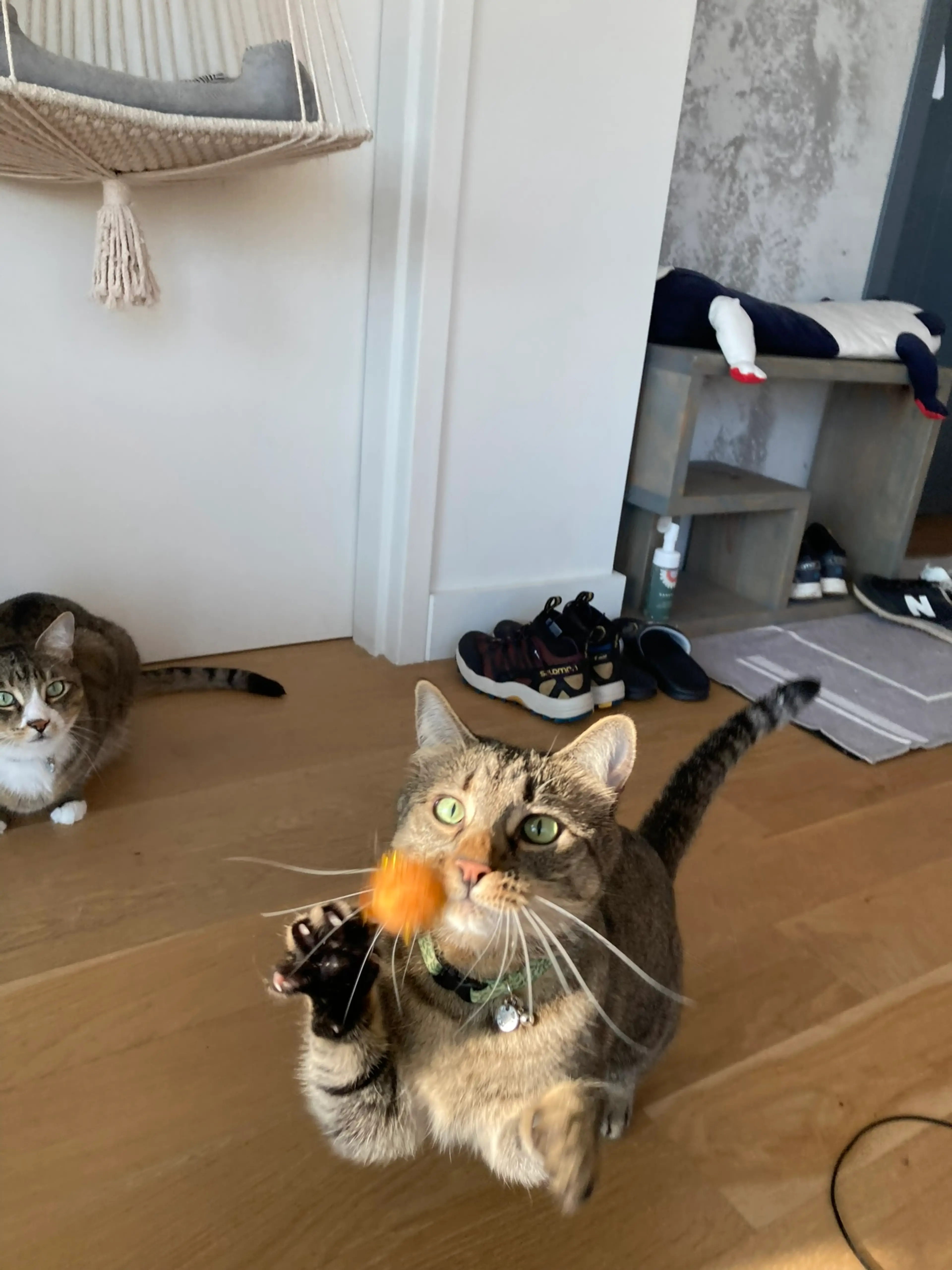 Toy Ball For Cats